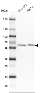 Western blot analysis in mouse cell line NIH-3T3 and rat cell line NBT-II.