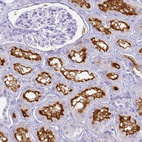 Immunohistochemical staining of human kidney shows strong positivity in apical membrane in cells in proximal tubules.