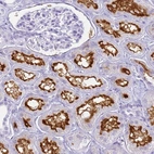 Immunohistochemical staining of human kidney shows strong positivity in apical membrane in cells in proximal tubules.