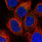 Immunofluorescent staining of human cell line A-431 shows localization to mitochondria.