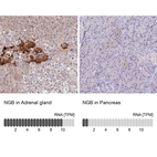 Anti-NGB Antibody