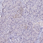 Immunohistochemical staining of human pancreas shows low expression as expected.