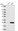 Anti-B9D2 Antibody