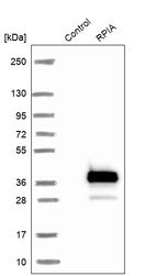 Western blot analysis in control (vector only transfected HEK293T lysate) and RPIA over-expression lysate (Co-expressed with a C-terminal myc-DDK tag (~3.1 kDa) in mammalian HEK293T cells, LY408273).