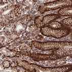 Anti-RBBP8NL Antibody