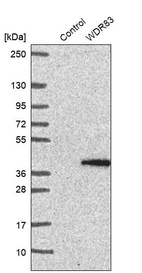 Western blot analysis in control (vector only transfected HEK293T lysate) and WDR83 over-expression lysate (Co-expressed with a C-terminal myc-DDK tag (~3.1 kDa) in mammalian HEK293T cells, LY403158).