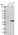 Anti-WDR83 Antibody