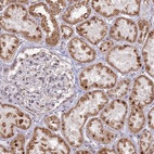 Anti-ARHGAP40 Antibody