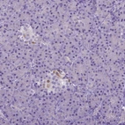 Immunohistochemical staining of human pancreas shows weak cytoplasmic and nuclear positivity in islets of Langerhans.