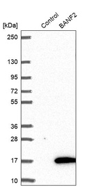 Western blot analysis in control (vector only transfected HEK293T lysate) and BANF2 over-expression lysate (Co-expressed with a C-terminal myc-DDK tag (~3.1 kDa) in mammalian HEK293T cells, LY405884).