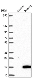 Western blot analysis in control (vector only transfected HEK293T lysate) and BANF2 over-expression lysate (Co-expressed with a C-terminal myc-DDK tag (~3.1 kDa) in mammalian HEK293T cells, LY405884).