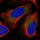 Immunofluorescent staining of human cell line U-2 OS shows localization to nuclear bodies & cytosol.