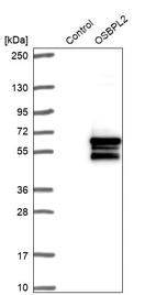 Western blot analysis in control (vector only transfected HEK293T lysate) and OSBPL2 over-expression lysate (Co-expressed with a C-terminal myc-DDK tag (~3.1 kDa) in mammalian HEK293T cells, LY408266).