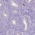 Immunohistochemical staining of human endometrium shows low expression as expected.