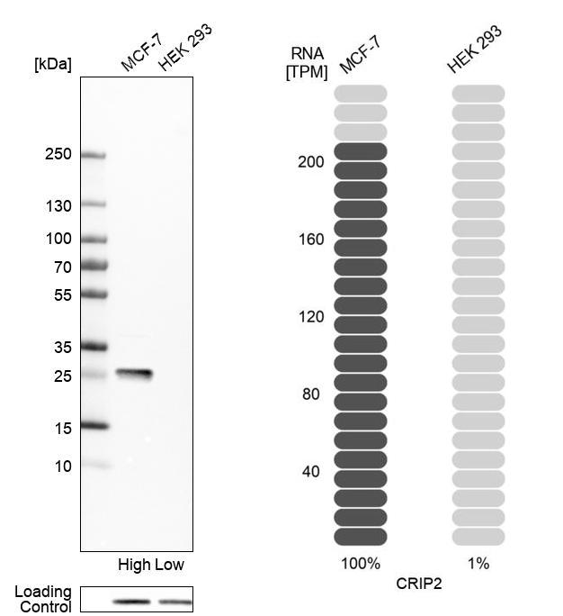Anti-CRIP2 Antibody