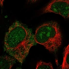 Immunofluorescent staining of human cell line U-2 OS shows localization to nucleus, nucleoli & plasma membrane.