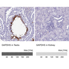 Anti-GAPDHS Antibody