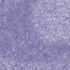 Immunohistochemical staining of human tonsil shows no positivity in non-germinal center cells as expected.