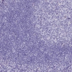Immunohistochemical staining of human tonsil shows no positivity in non-germinal center cells as expected.