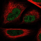 Immunofluorescent staining of human cell line U-2 OS shows localization to nucleoplasm.