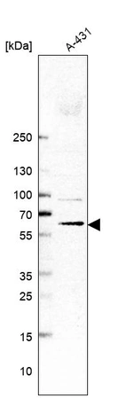 Western blot analysis in human cell line A-431.