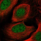 Immunofluorescent staining of human cell line U-2 OS shows localization to nucleoplasm.