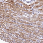 Anti-C19orf70 Antibody