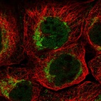 Immunofluorescent staining of human cell line A-431 shows localization to nucleoplasm & mitochondria.