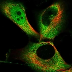 Immunofluorescent staining of human cell line U-251 MG shows localization to nucleoplasm & cytosol.