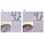 Immunohistochemical staining of human cerebral cortex, colon, epididymis and liver using Anti-WFDC8 antibody HPA042710 (A) shows similar protein distribution across tissues to independent antibody HPA071119 (B).