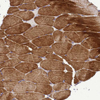 Anti-HIGD2A Antibody