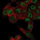 Immunofluorescent staining of human cell line Hep G2 shows localization to nucleoplasm.