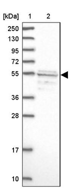 Anti-SRFBP1 Antibody