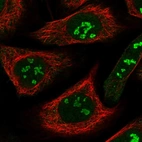 Immunofluorescent staining of human cell line U-2 OS shows localization to nucleoli fibrillar center.