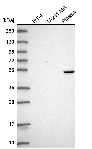Anti-PDSS1 Antibody