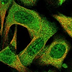 Immunofluorescent staining of human cell line U-2 OS shows localization to nucleoplasm & cytosol.