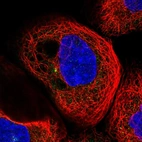 Immunofluorescent staining of human cell line A-431 shows localization to cytosol & centrosome.