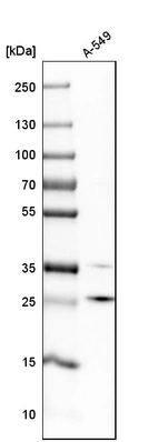 Western blot analysis in human cell line A-549.