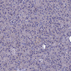 Immunohistochemical staining of human pancreas shows no positivity in exocrine glandular cells.