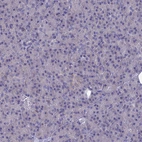 Immunohistochemical staining of human pancreas shows no positivity in exocrine glandular cells.