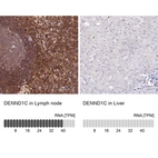 Anti-DENND1C Antibody