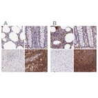 Immunohistochemical staining of human bone marrow, colon, liver and lymph node using Anti-DENND1C antibody HPA042758 (A) shows similar protein distribution across tissues to independent antibody HPA042839 (B).