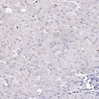 Immunohistochemical staining of human liver shows low expression as expected.