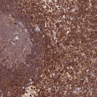 Immunohistochemical staining of human lymph node shows high expression.