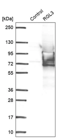Western blot analysis in control (vector only transfected HEK293T lysate) and RGL3 over-expression lysate (Co-expressed with a C-terminal myc-DDK tag (~3.1 kDa) in mammalian HEK293T cells, LY422124).