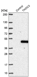 Anti-THOC3 Antibody