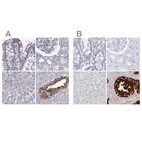 Immunohistochemical staining of human colon, kidney, liver and seminal vesicle using Anti-SEMG2 antibody HPA042767 (A) shows similar protein distribution across tissues to independent antibody HPA042835 (B).