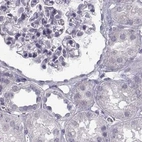 Immunohistochemical staining of human kidney using Anti-SEMG2 antibody HPA042767.