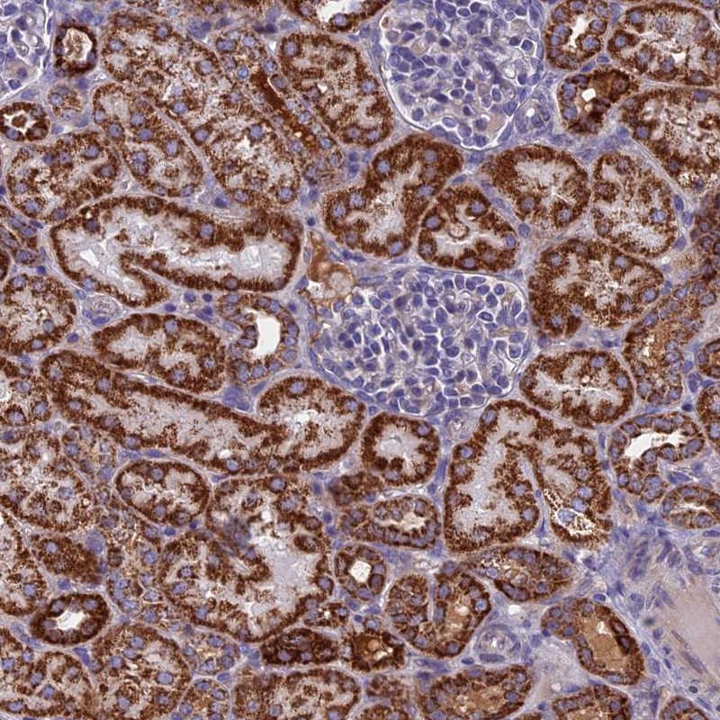Anti-NDUFB9 Antibody