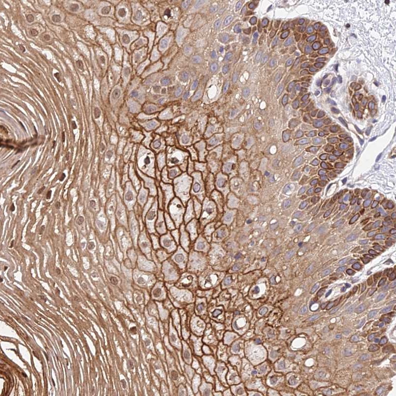 Anti-TRIM43 Antibody